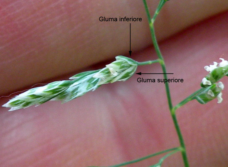 Pu� essere... Poa annua?